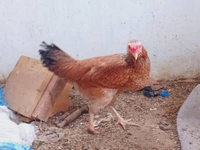 Aseel hen eggs ling hen