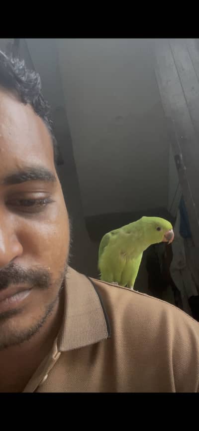 Ring neck male hand tame