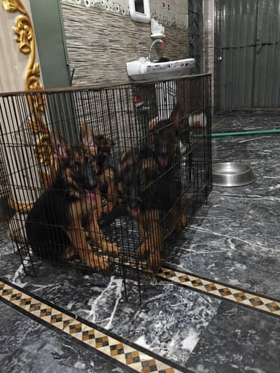 German Shepherd puppy