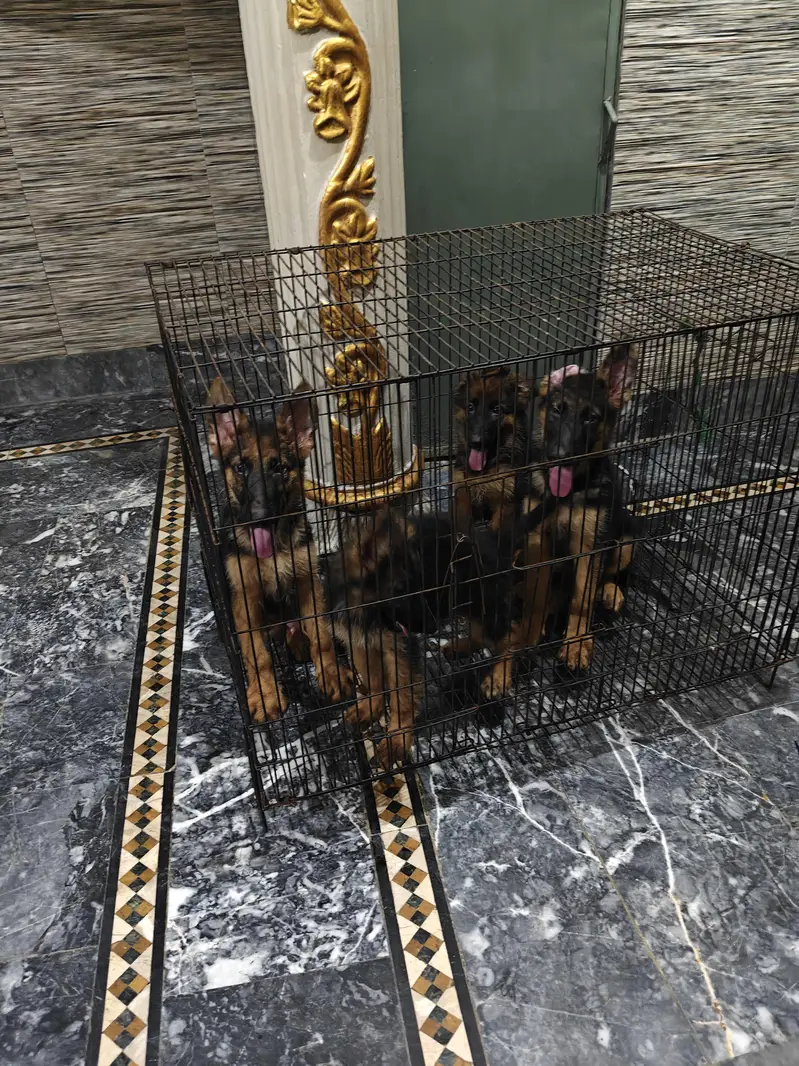 German Shepherd puppy — photo 2