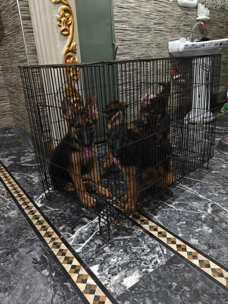 German Shepherd puppy — photo 3