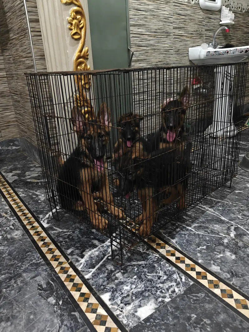 German Shepherd puppy — photo 4