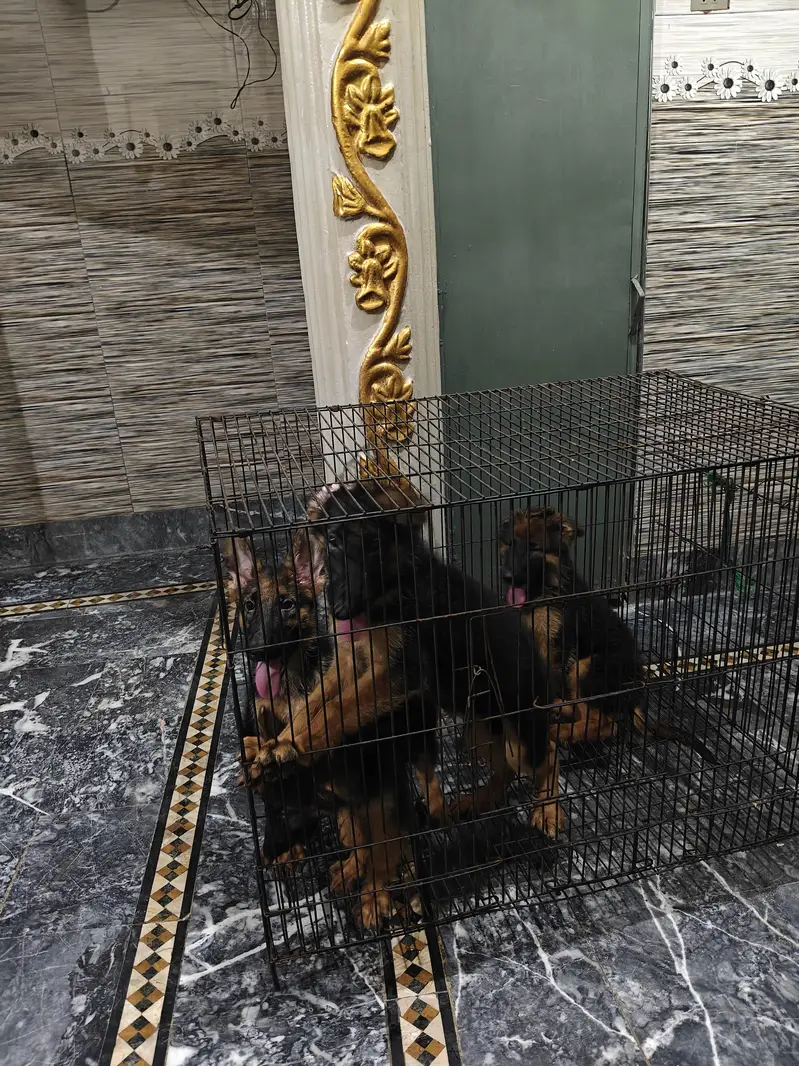 German Shepherd puppy — photo 5