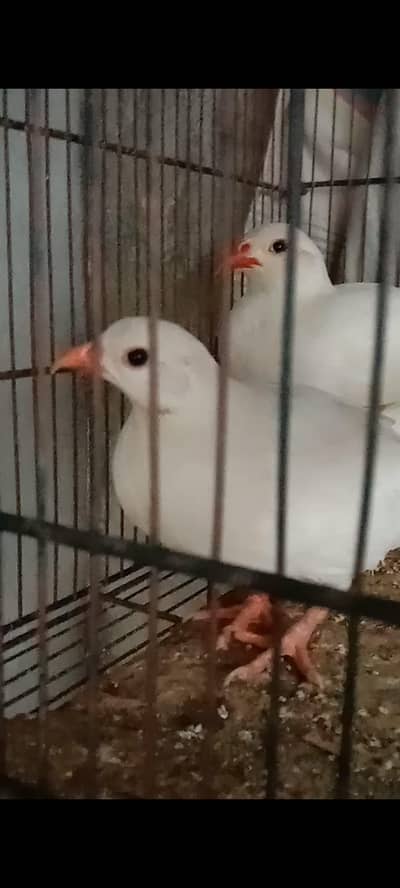 Albino chakor breeder pair