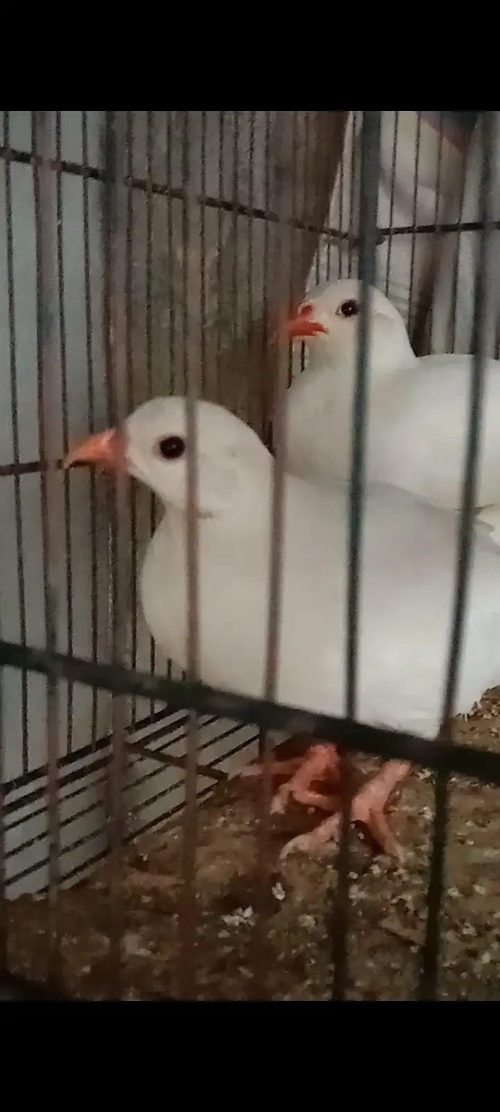 Albino chakor breeder pair