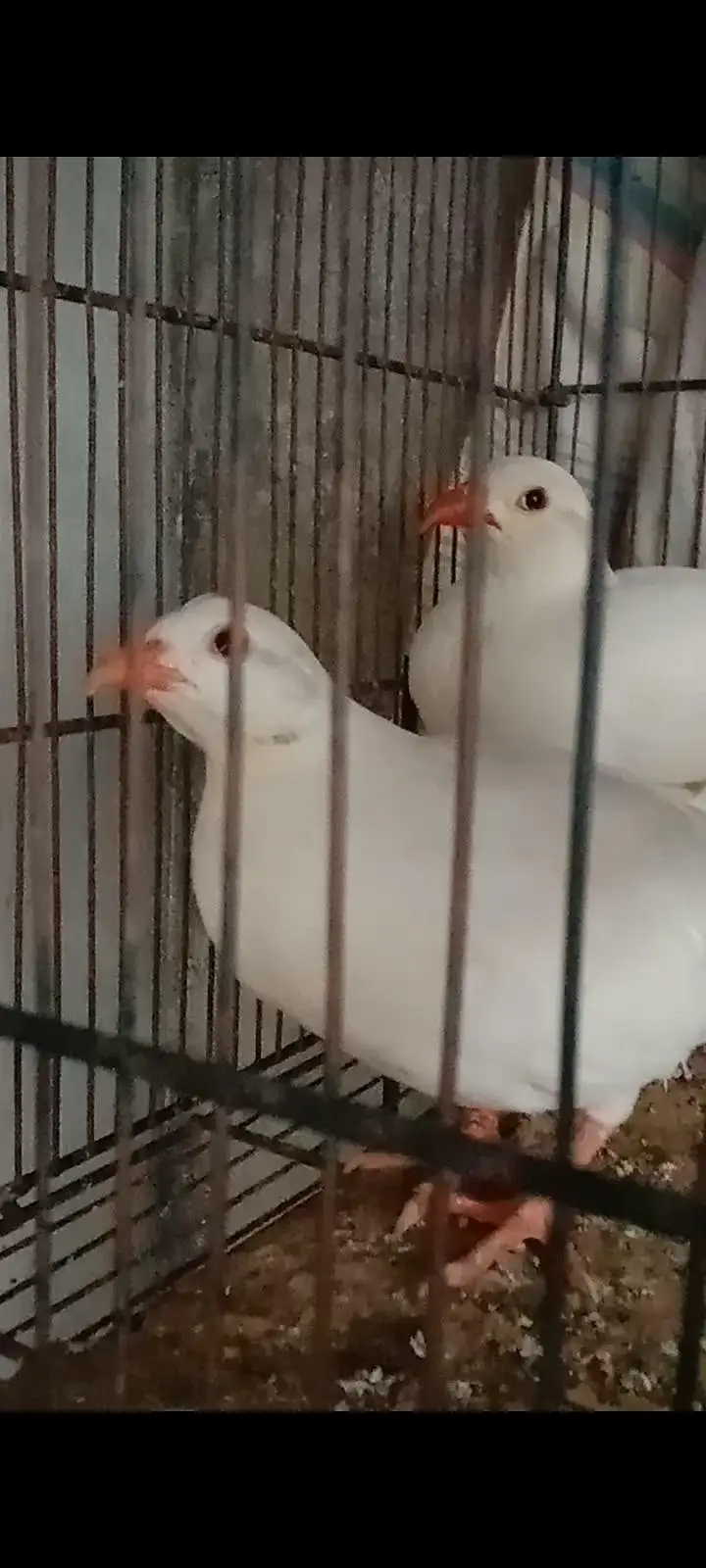 Albino chakor breeder pair — photo 2
