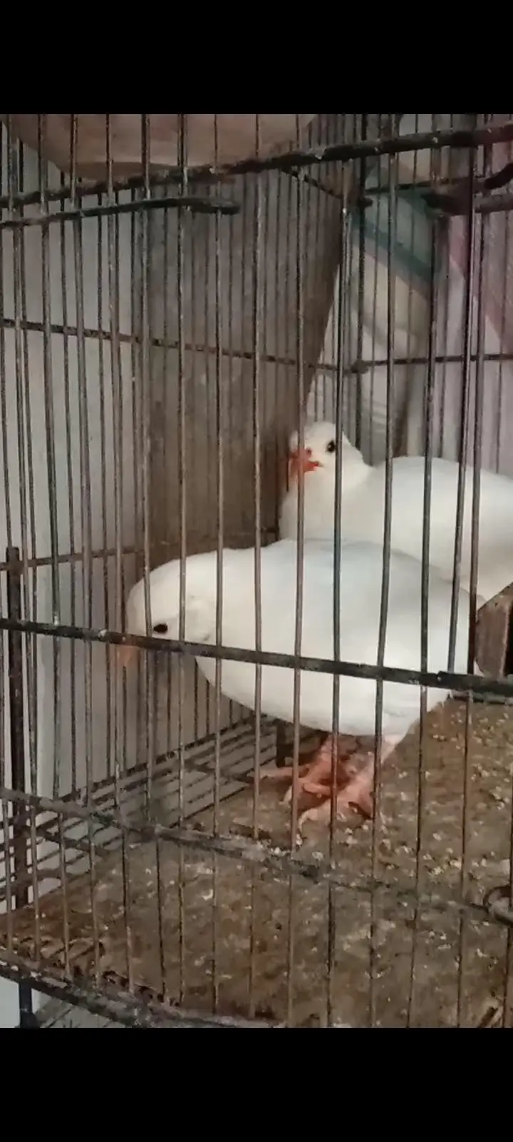 Albino chakor breeder pair — photo 3