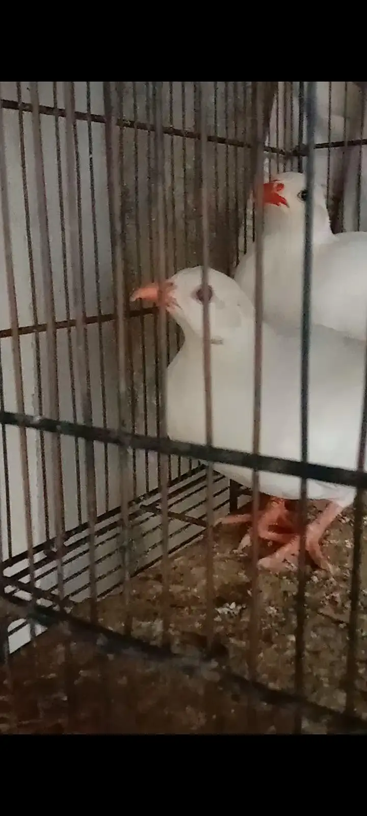Albino chakor breeder pair — photo 5
