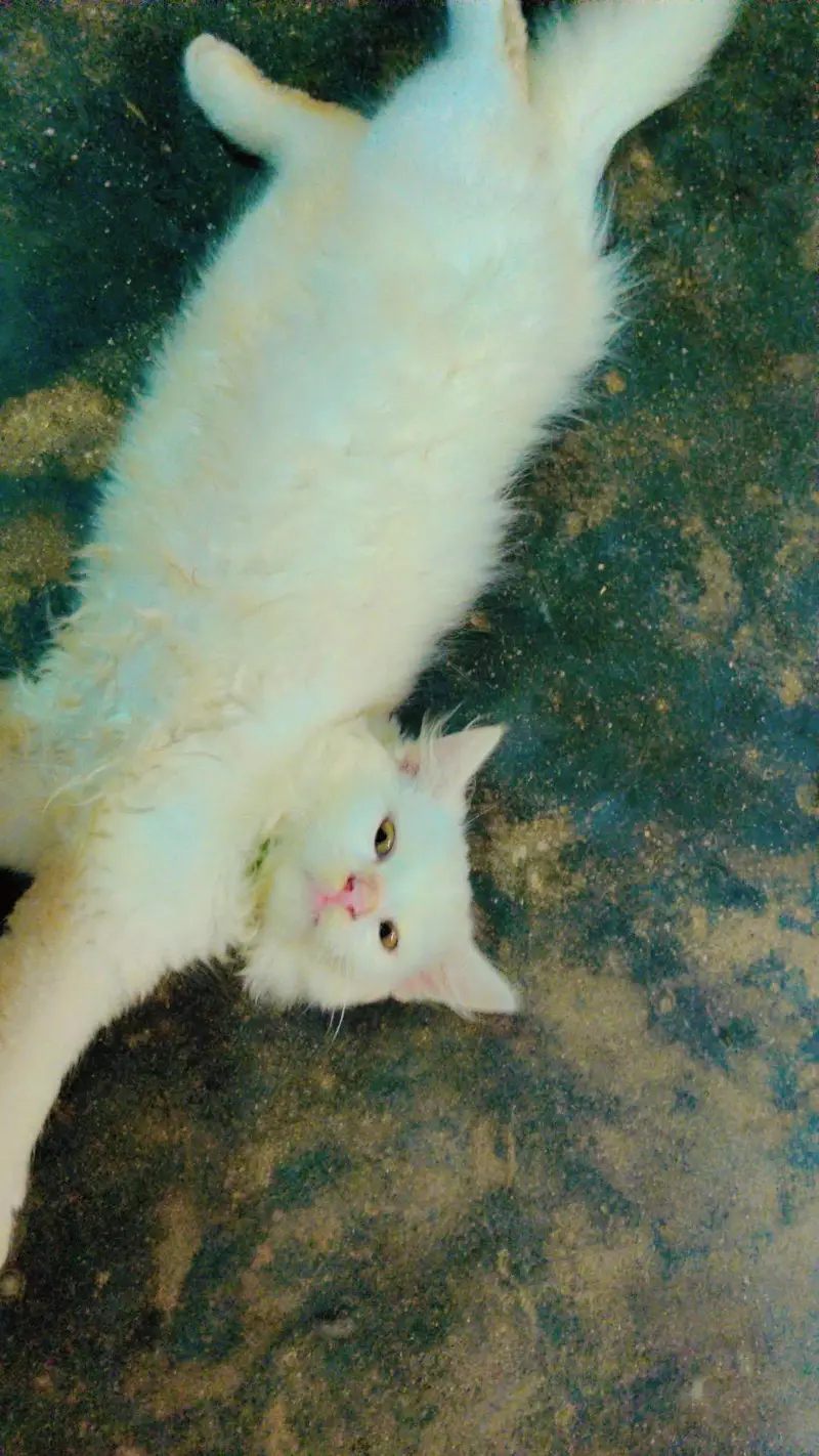 persian — photo 2