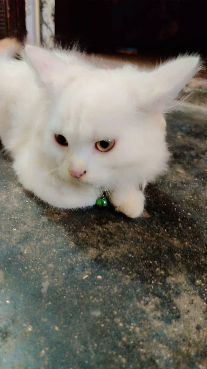 persian 2