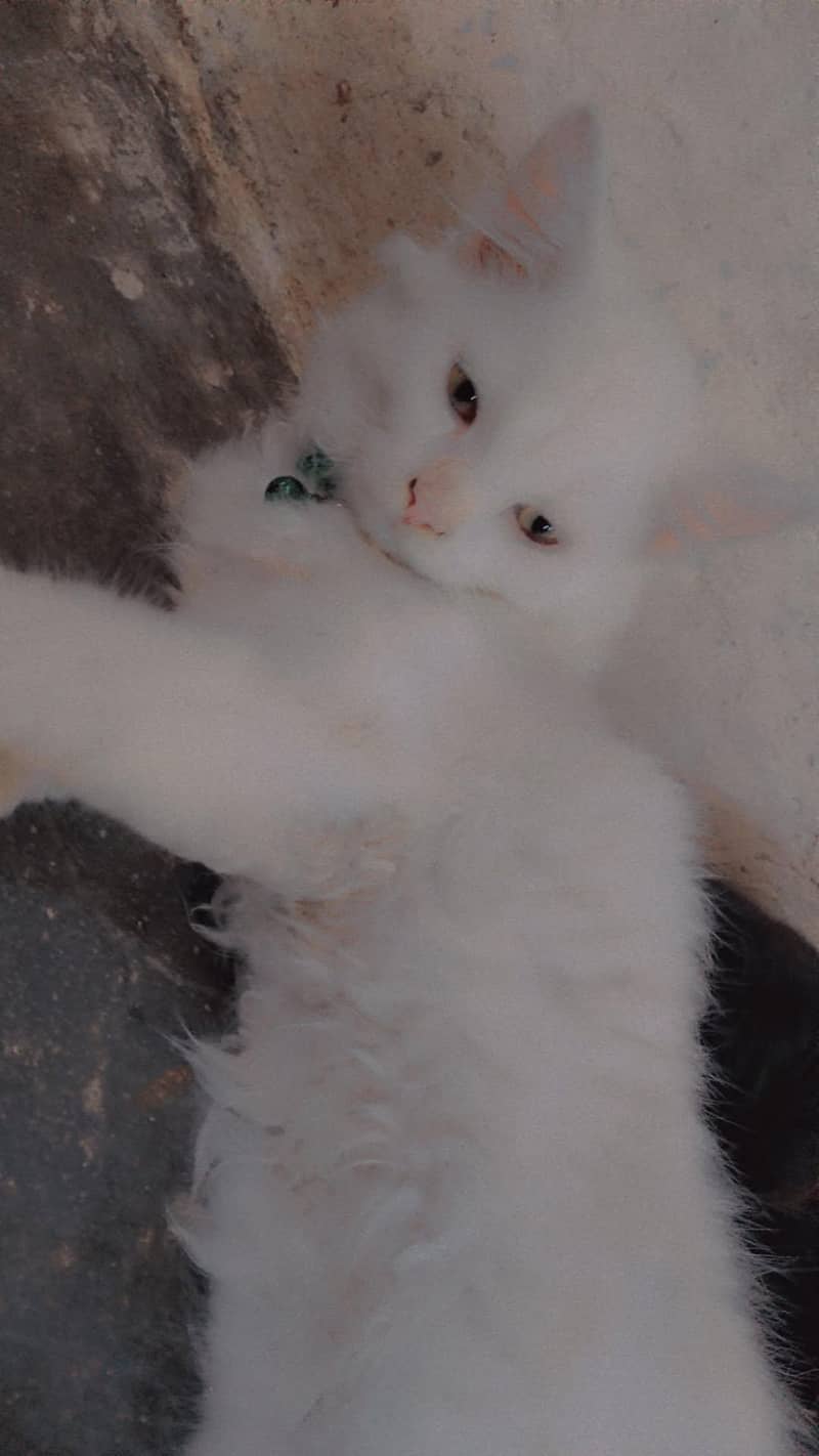 persian 3