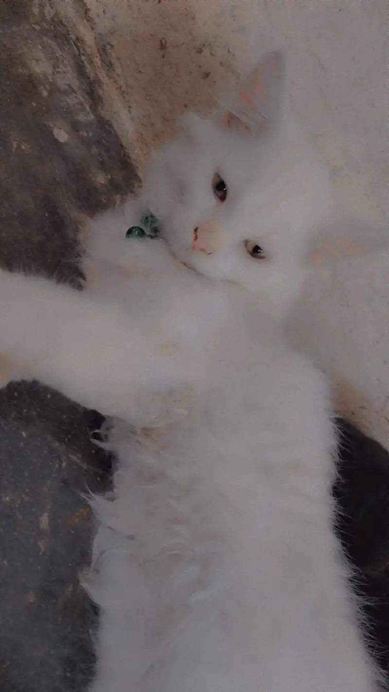 persian — photo 4