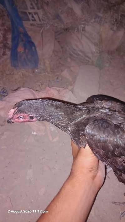 jis na lana ho wo es number par rabta kare 03006831514