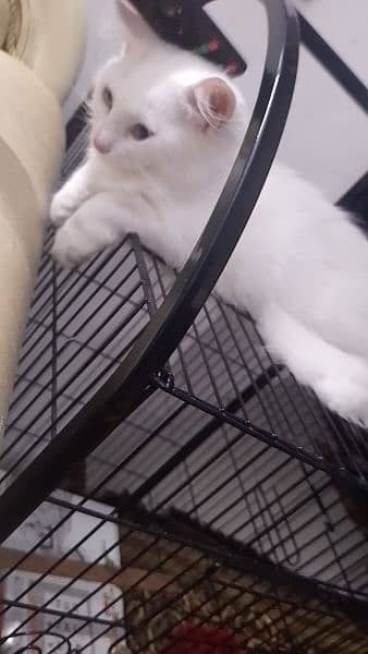 persian cat white 4month age for sale