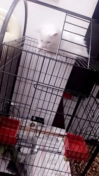persian cat white 4month age for sale — photo 2