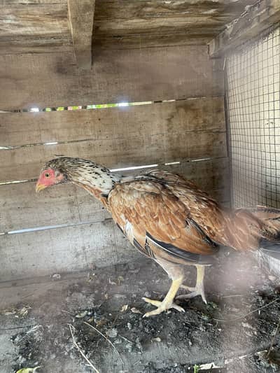 Peelia pathiiya ready hain eggs py