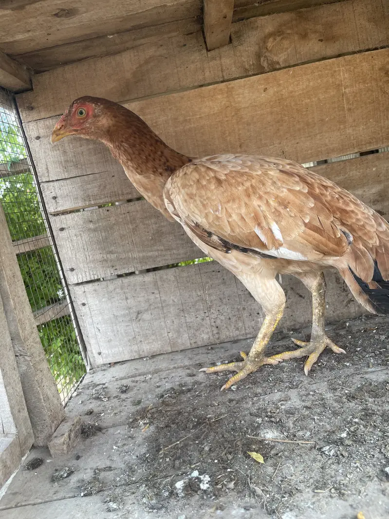 Peelia pathiiya ready hain eggs py — photo 2