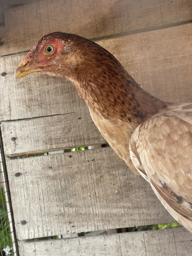 Peelia pathiiya ready hain eggs py — photo 3