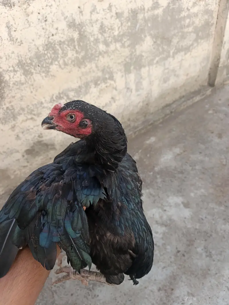 pure Aseel heera male and females — photo 9