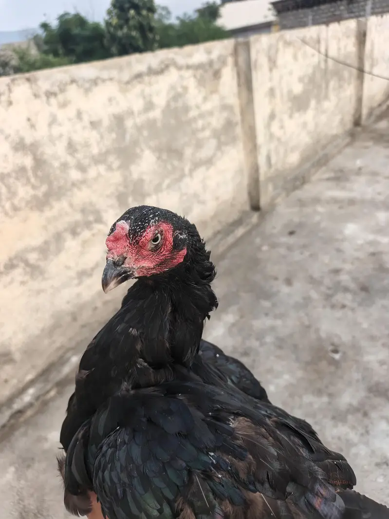 pure Aseel heera male and females — photo 10