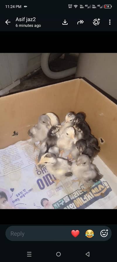 aseel chicks