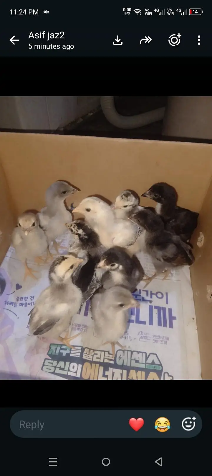 aseel chicks — photo 2