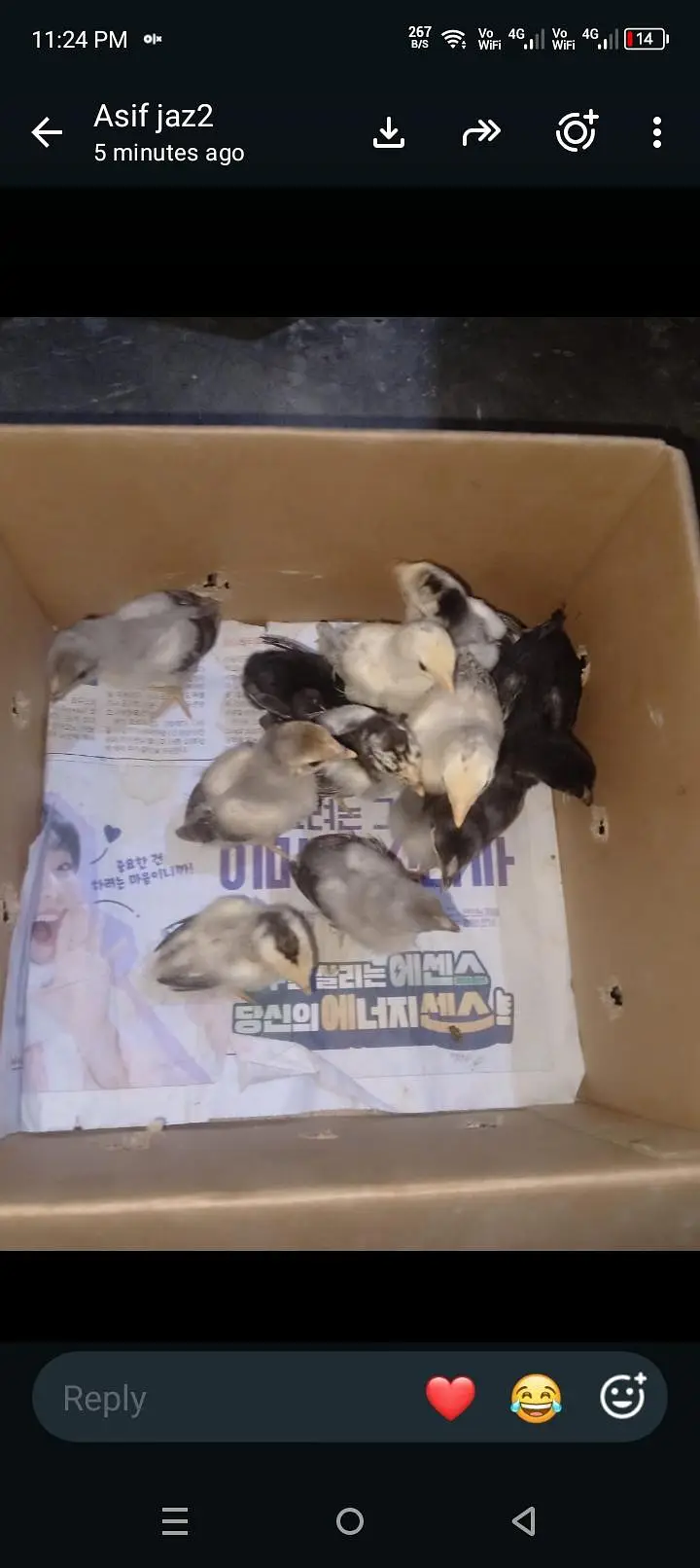 aseel chicks — photo 3