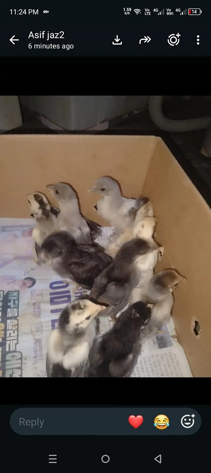 aseel chicks — photo 4