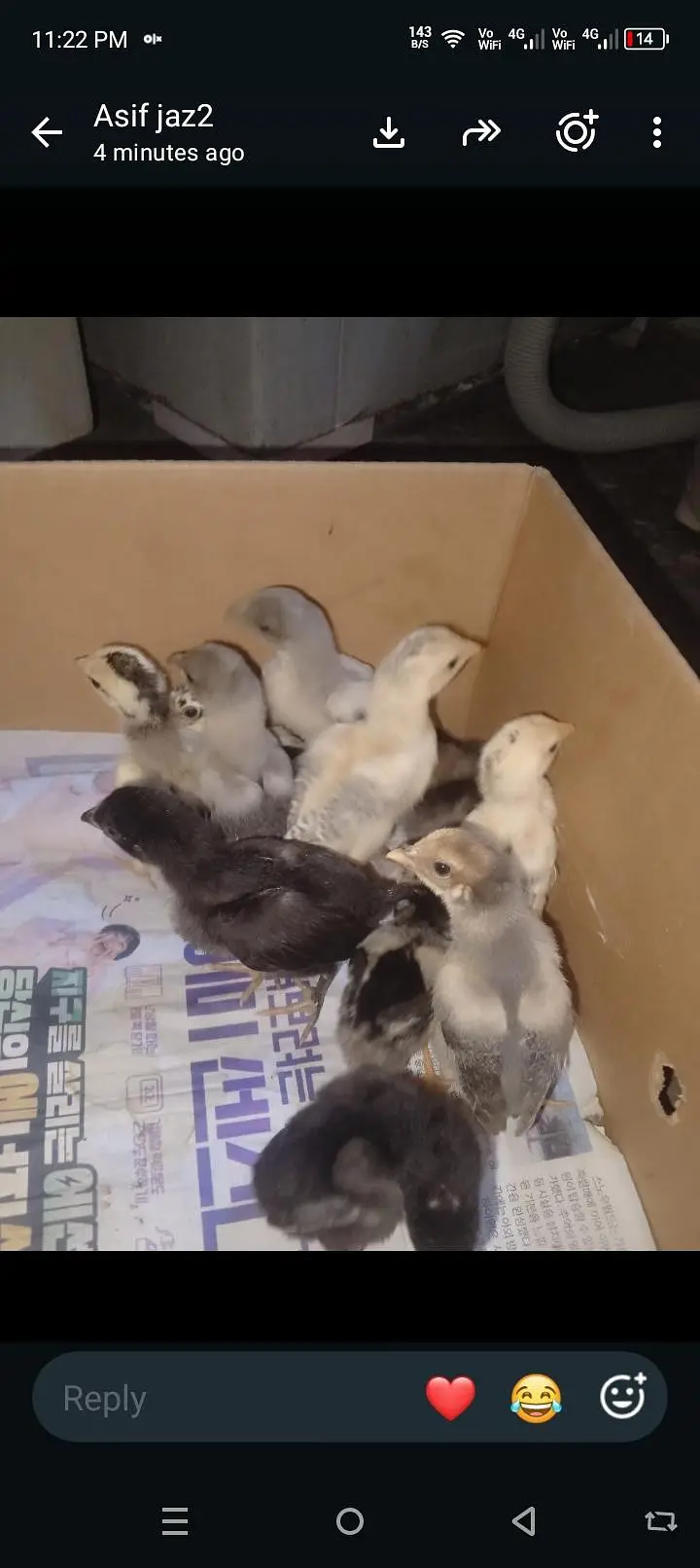 aseel chicks — photo 5