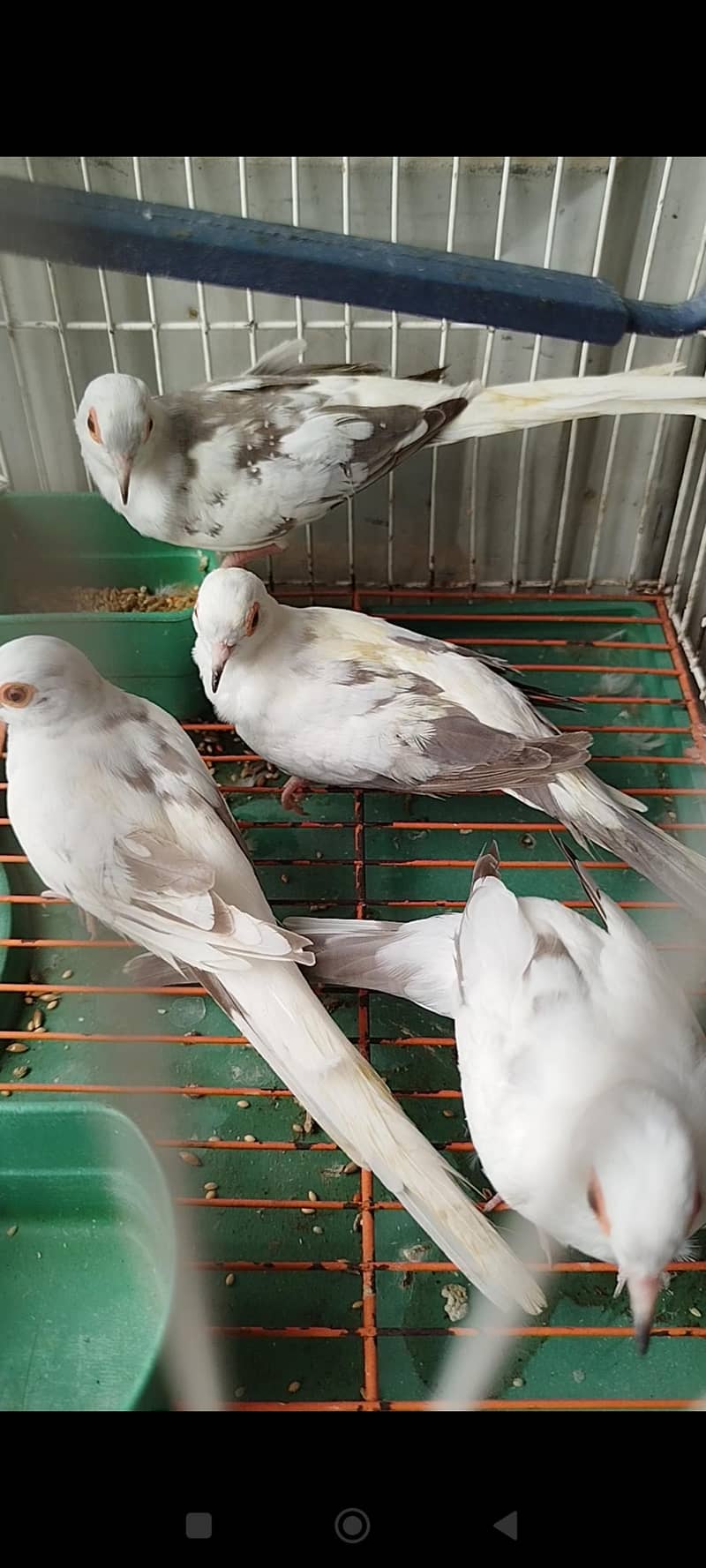 orange pair silver pied pair blue female 3
