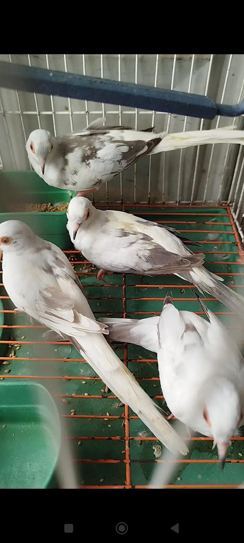 orange pair silver pied pair blue female — photo 4