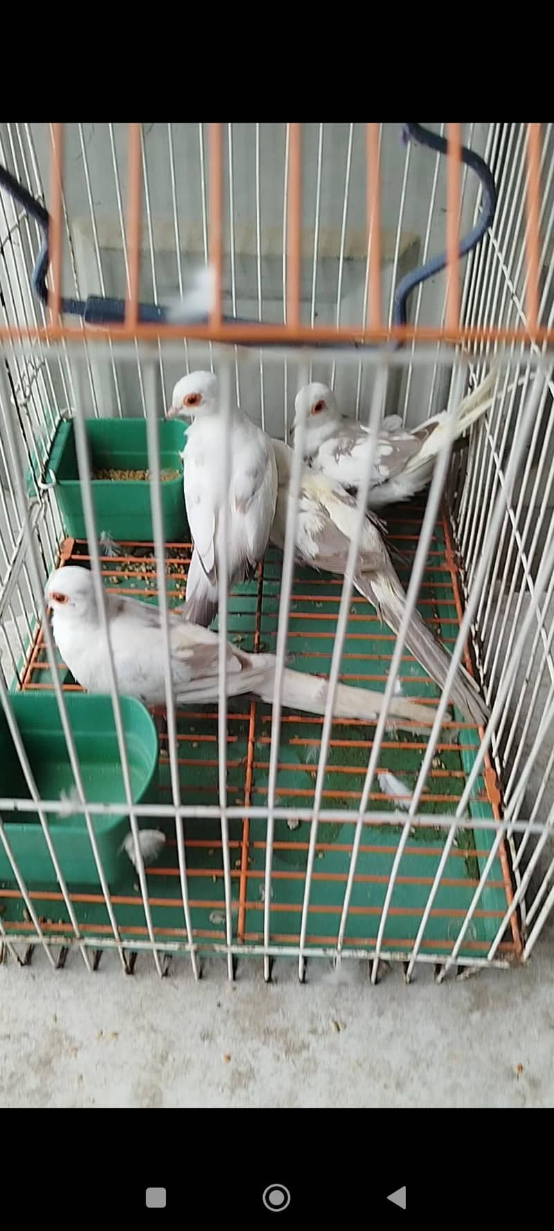 orange pair silver pied pair blue female 4