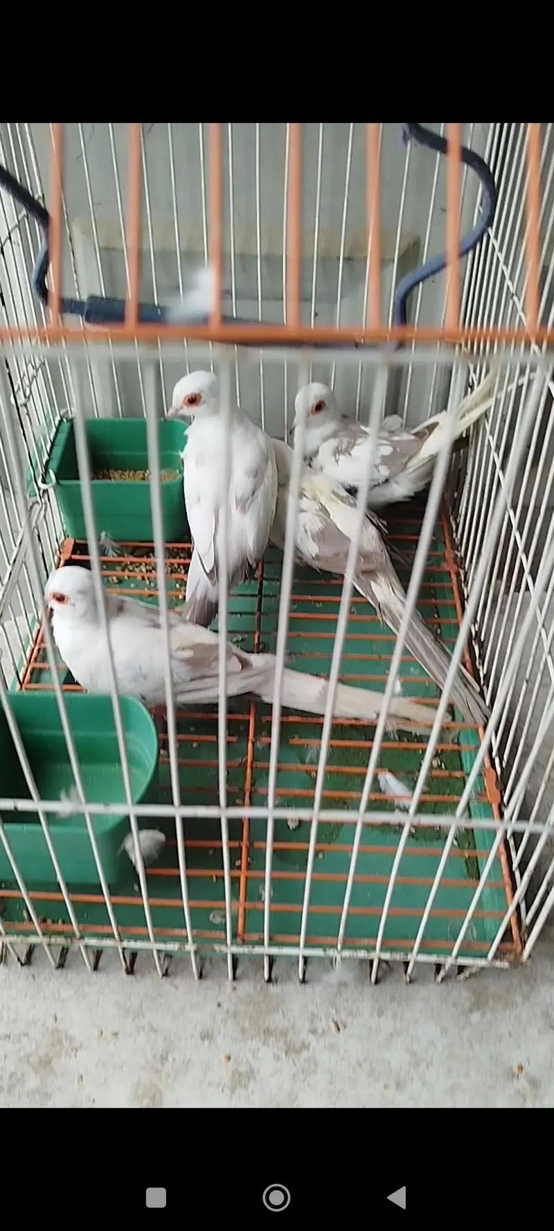 orange pair silver pied pair blue female — photo 5