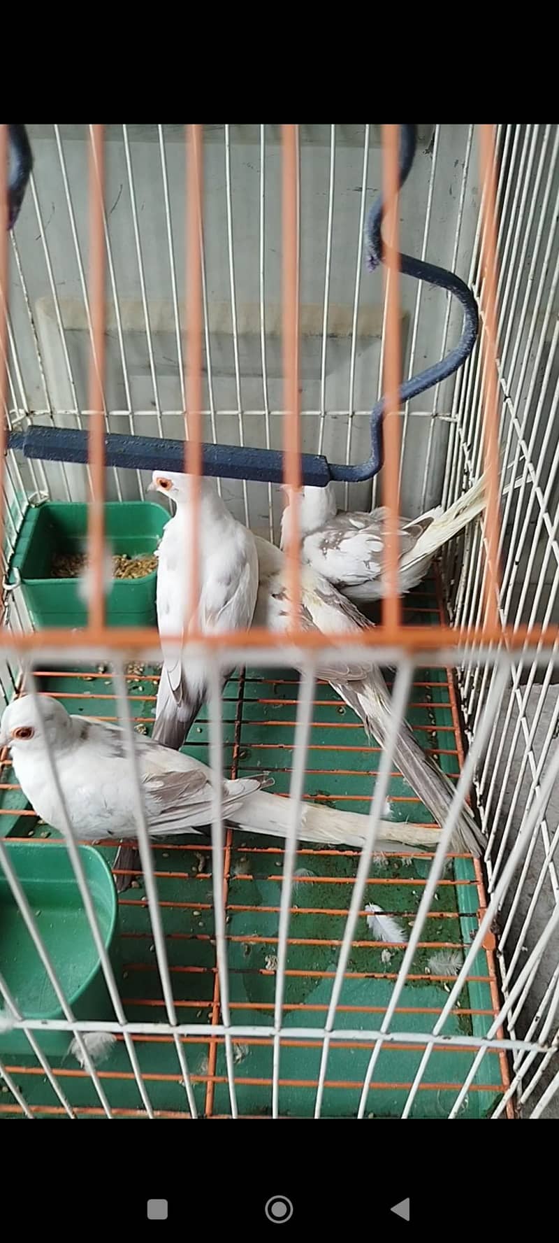 orange pair silver pied pair blue female 5