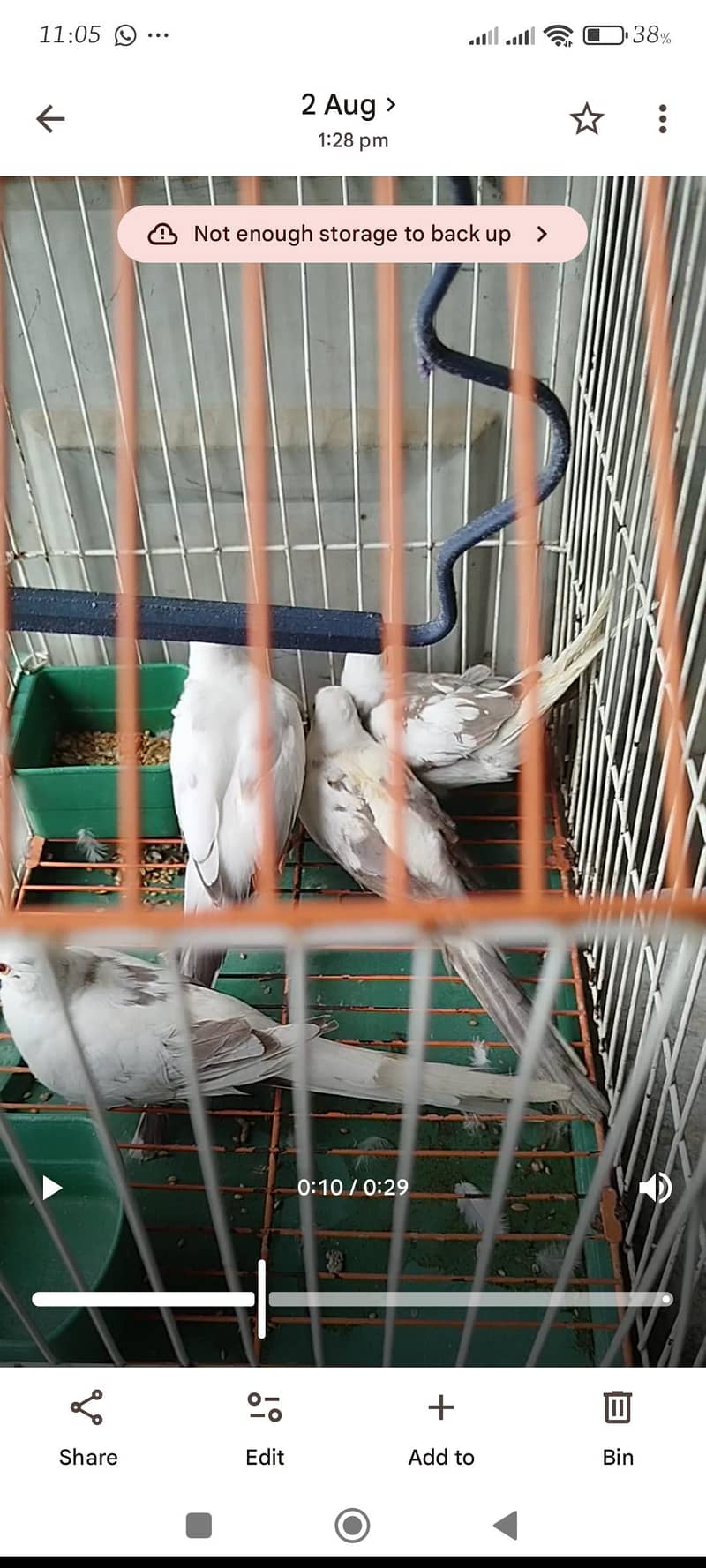 orange pair silver pied pair blue female 6