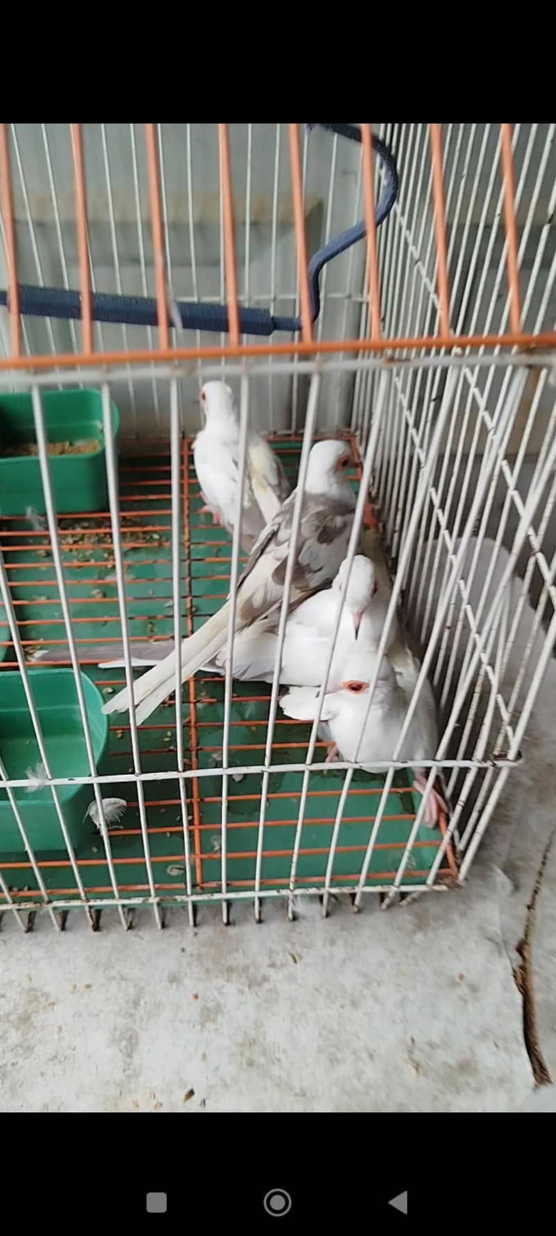 orange pair silver pied pair blue female 7