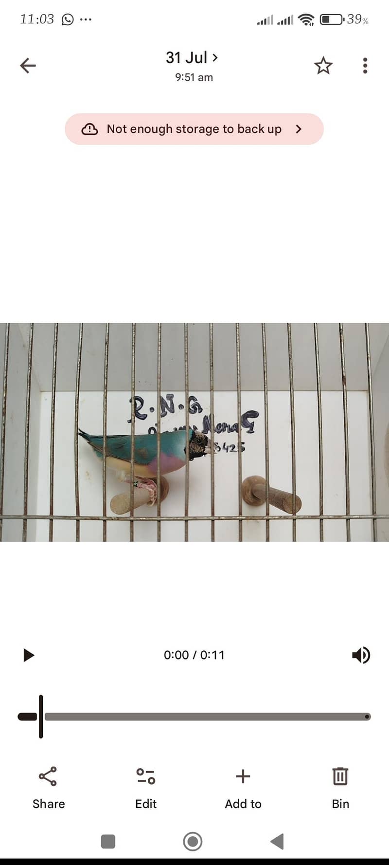 orange pair silver pied pair blue female 9