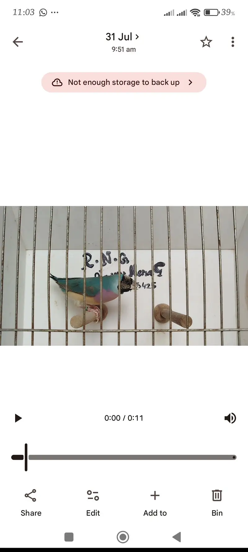 orange pair silver pied pair blue female — photo 10