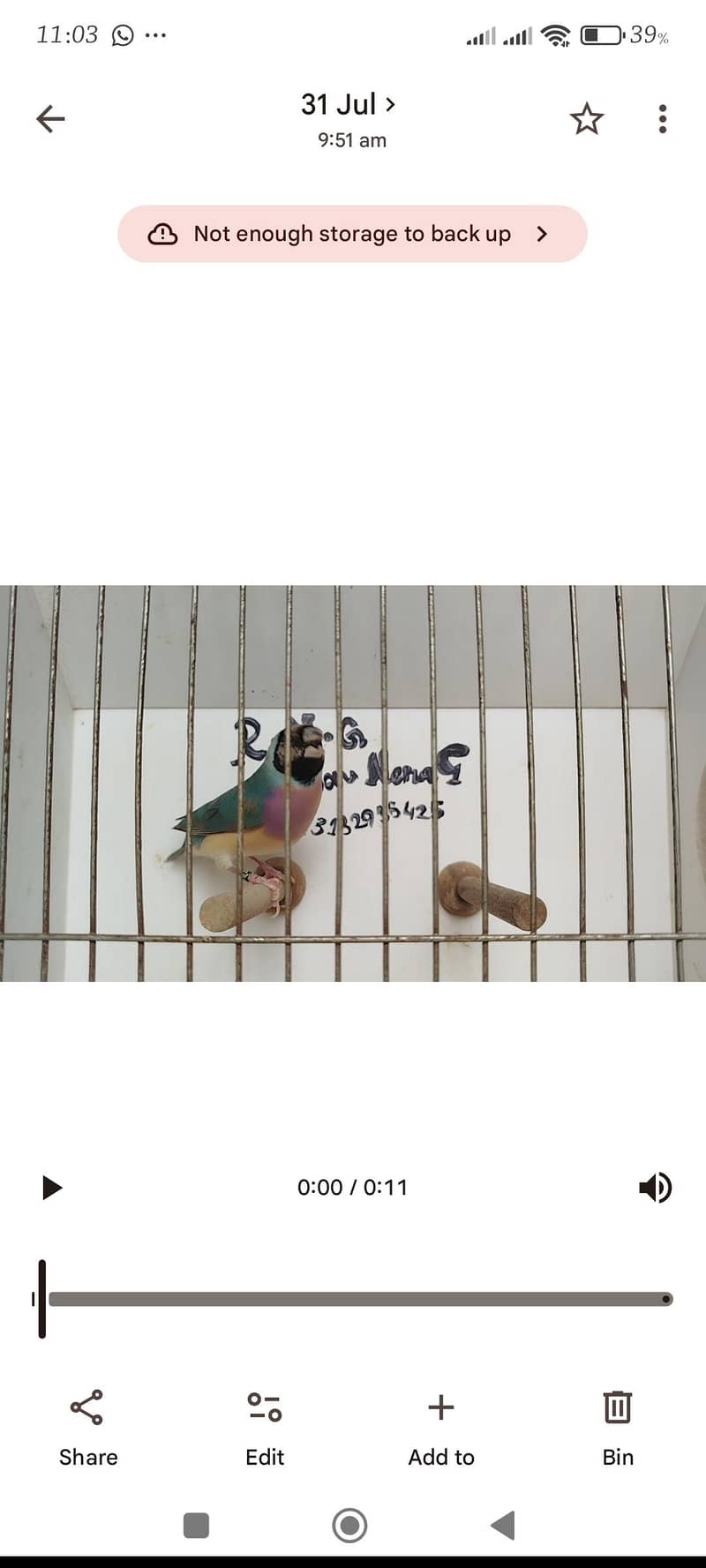 orange pair silver pied pair blue female 10