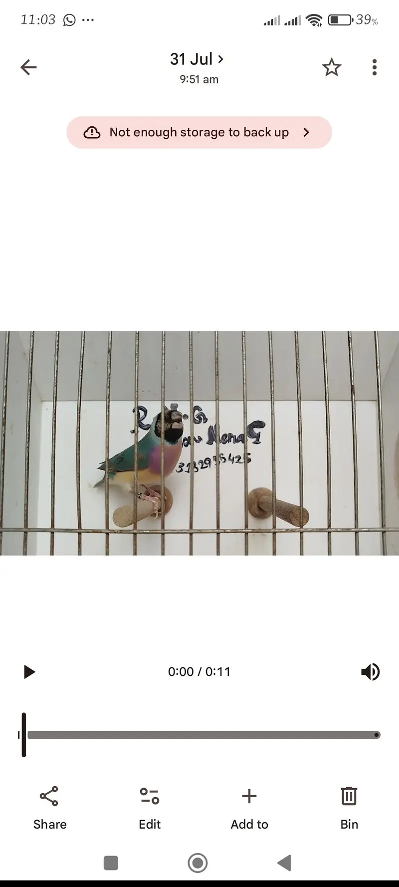 orange pair silver pied pair blue female — photo 11