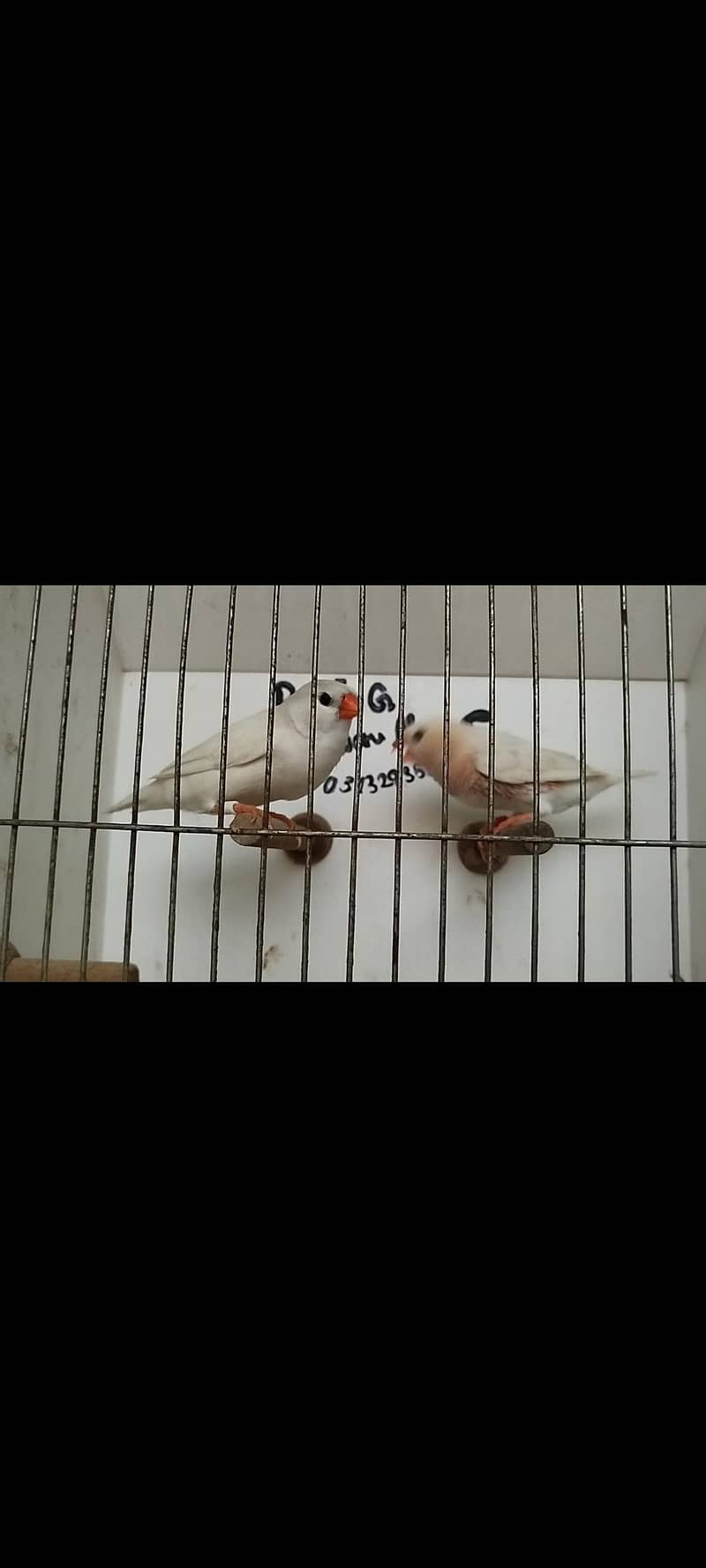 orange pair silver pied pair blue female 11