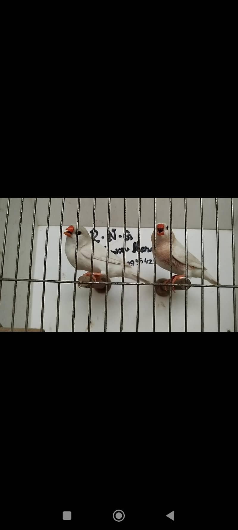 orange pair silver pied pair blue female 12