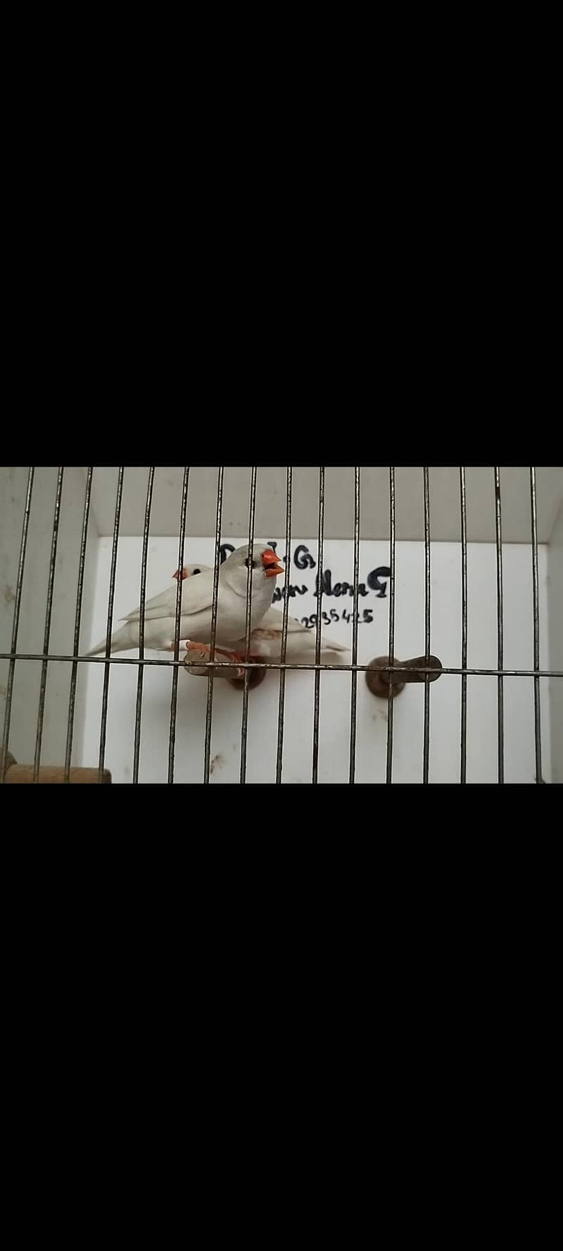 orange pair silver pied pair blue female 13