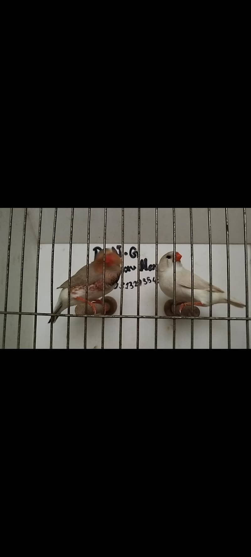 orange pair silver pied pair blue female 15
