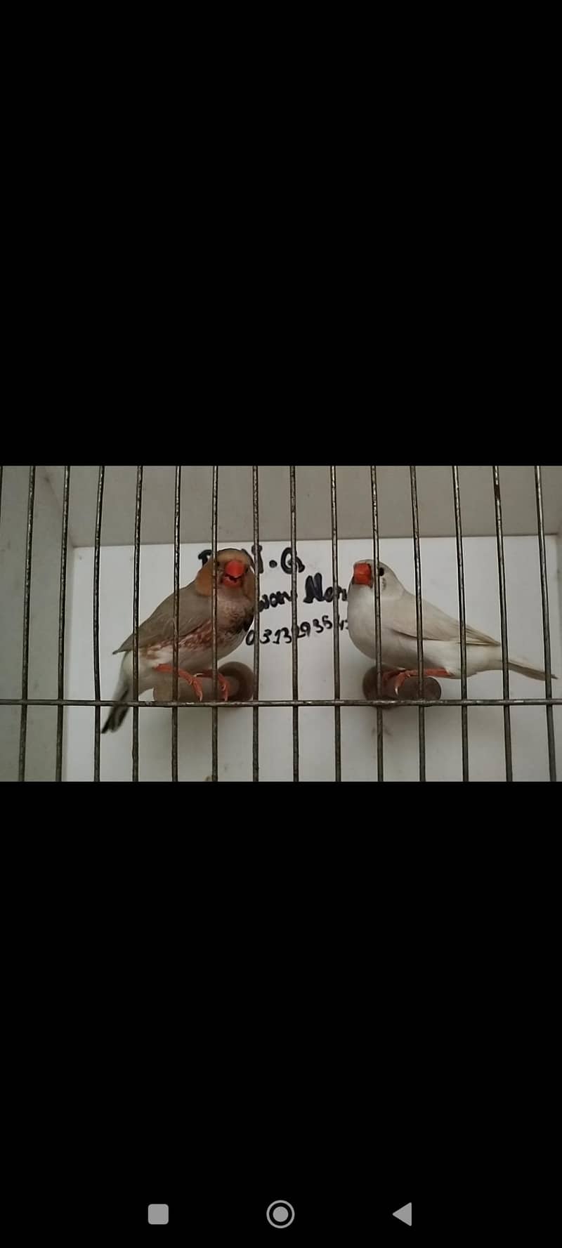 orange pair silver pied pair blue female 16