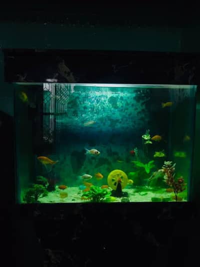 Fish Aquarium for Sale – Good Condition