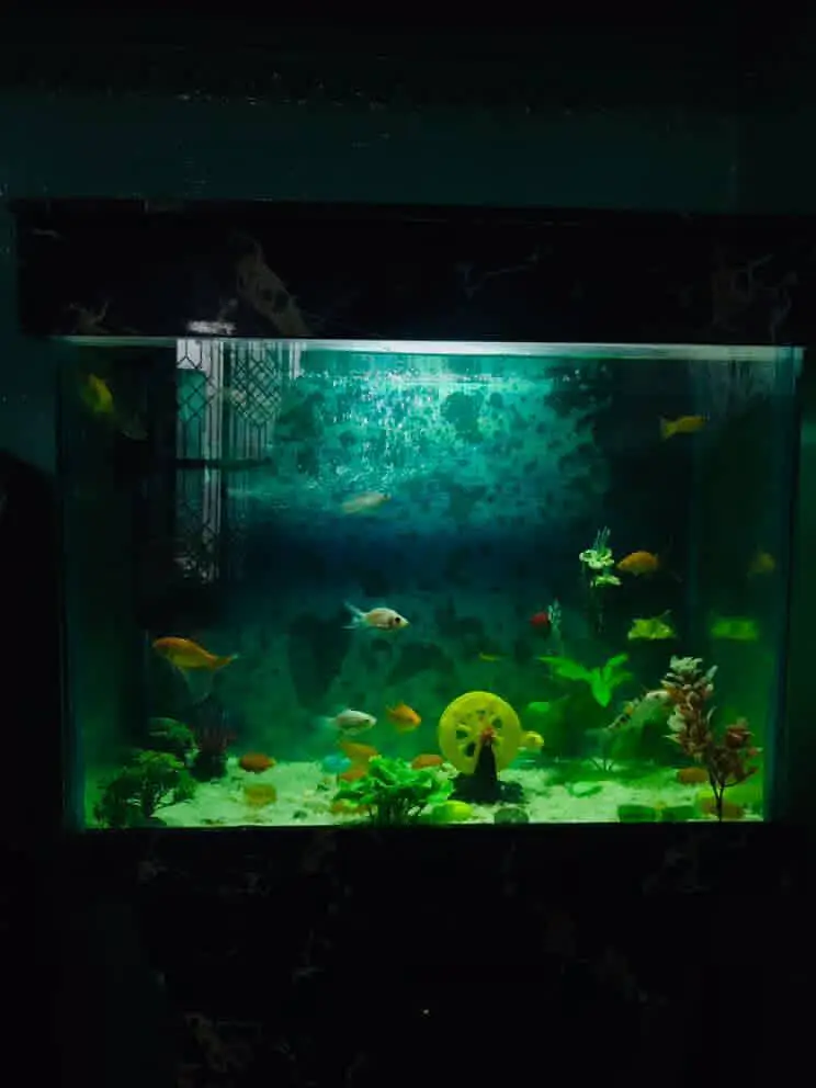 Fish Aquarium for Sale – Good Condition