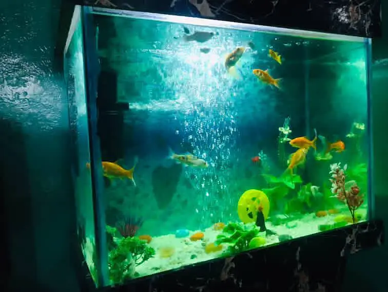 Fish Aquarium for Sale – Good Condition — photo 3