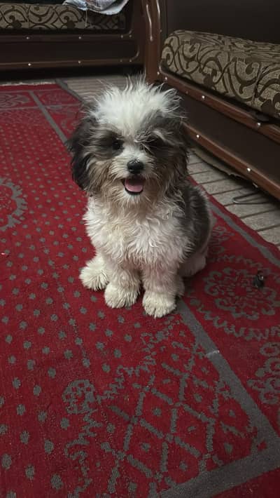Shihtzu bread