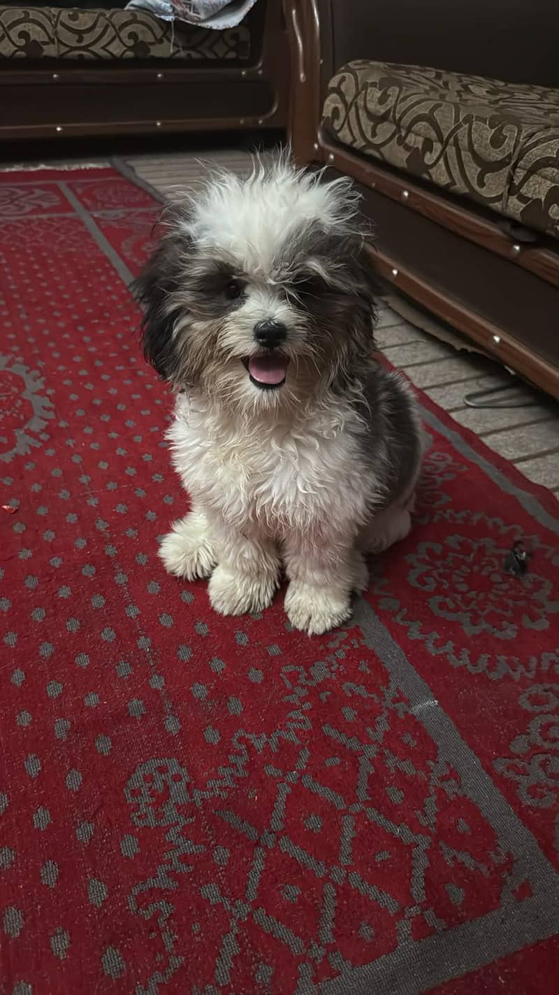 Shihtzu bread 0